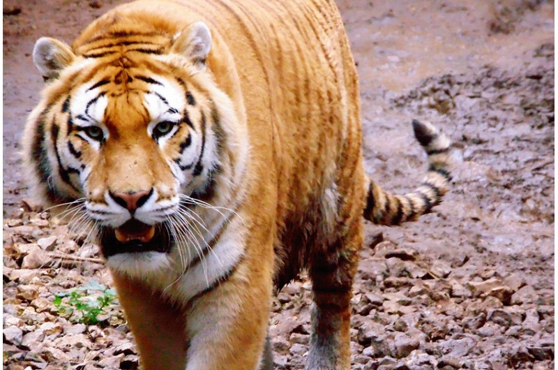 Natura Parc (Animal park) - Turbopass Natura Parc (Animal park) - Turbopass